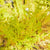 Fetthenne 'Yellow Bouquet' (Sedum acre 'Yellow Bouquet') - Gelb - winterhart | Bild 1