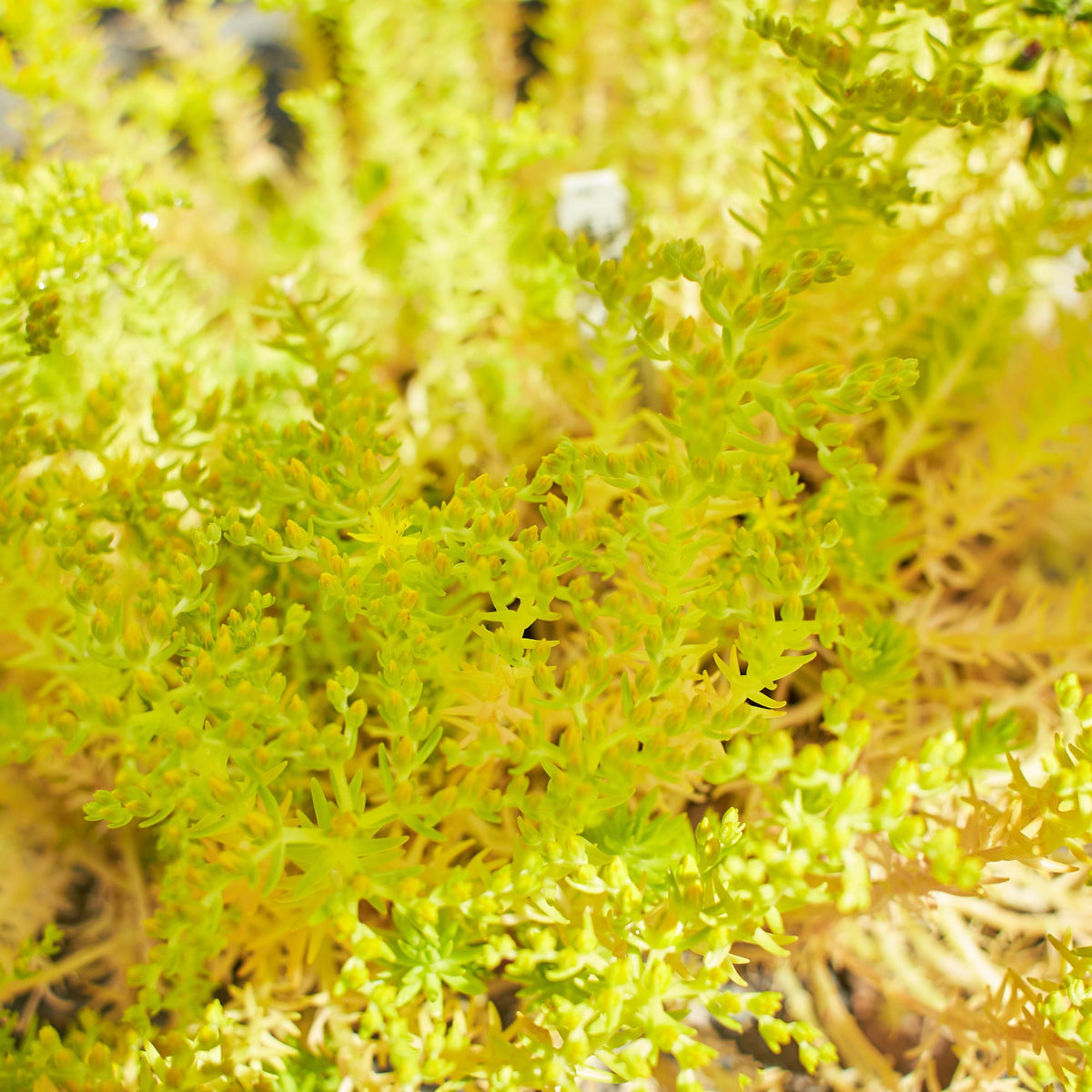 Fetthenne 'Yellow Bouquet' (Sedum acre 'Yellow Bouquet') - Gelb - winterhart | Bild 2
