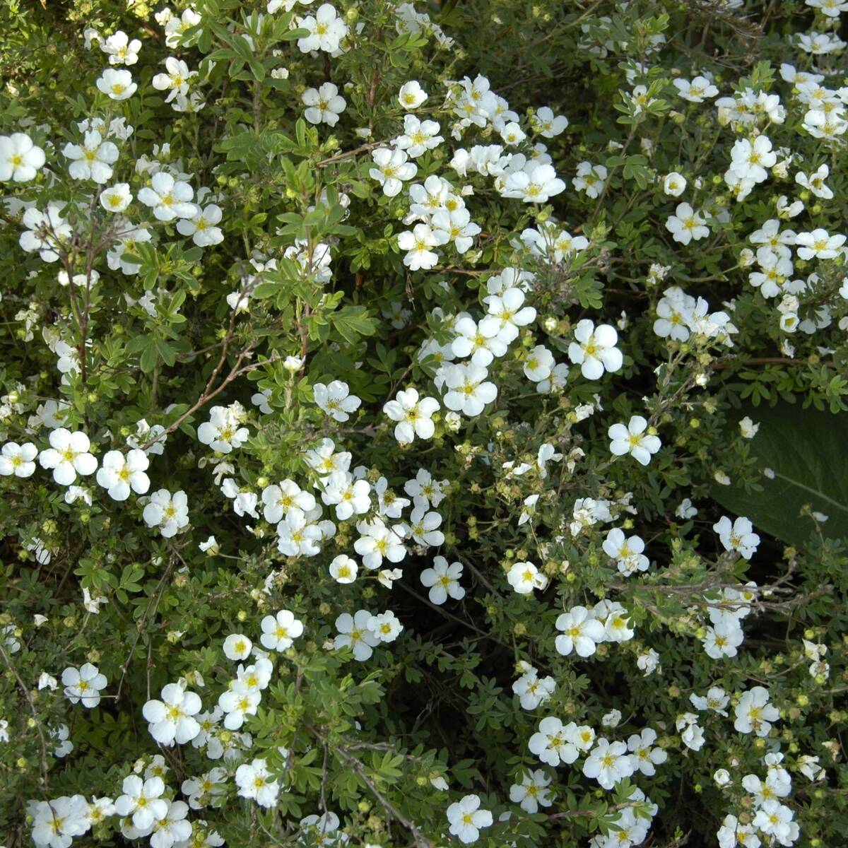Fingerstrauch 'Abbotswood', 12er-Set (Potentilla 'Abbotswood' ) - Weiß - sommergrün - winterhart | Bild 1
