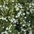 Fingerstrauch 'Abbotswood', 12er-Set (Potentilla 'Abbotswood' ) - Weiß - sommergrün - winterhart | Bild 1