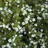 Fingerstrauch 'Abbotswood', 12er-Set (Potentilla 'Abbotswood' ) - Weiß - sommergrün - winterhart | Bild 1