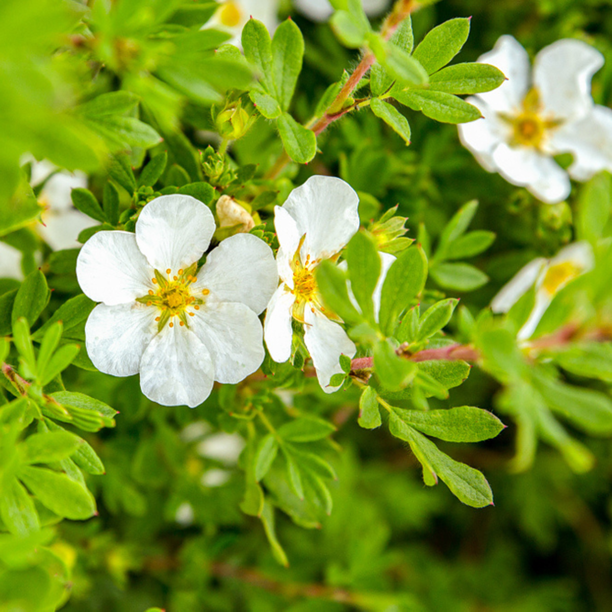 Fingerstrauch 'Abbotswood' (Potentilla 'Abbotswood') - Weiß - sommergrün - winterhart | Bild 1