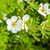 Fingerstrauch 'Abbotswood' (Potentilla 'Abbotswood') - Weiß - sommergrün - winterhart | Bild 1