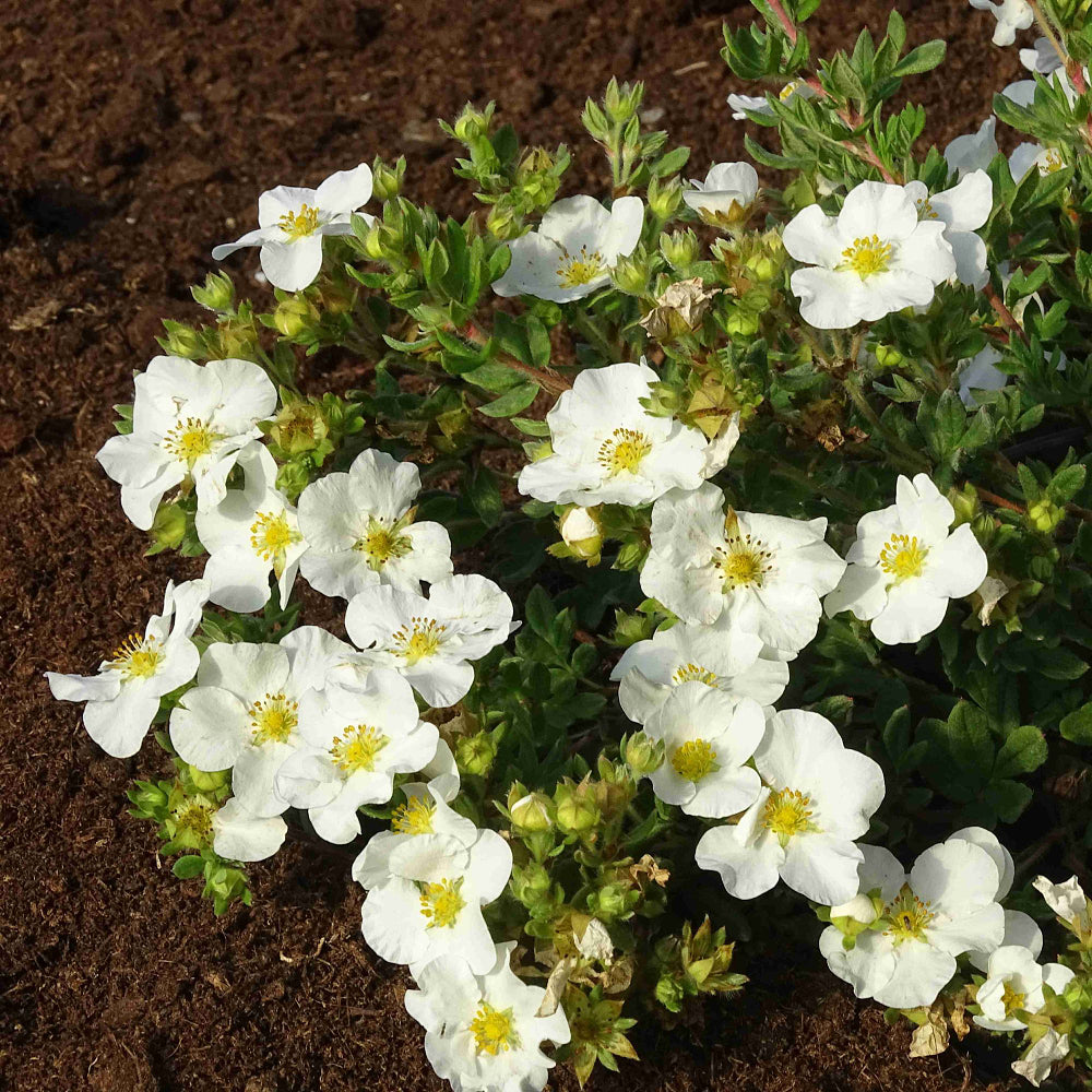 Fingerstrauch 'Bella Bianca®' (Potentilla fruticosa 'Bella Bianca®') - Weiß - sommergrün - winterhart | Bild 1