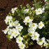 Fingerstrauch 'Bella Bianca®' (Potentilla fruticosa 'Bella Bianca®') - Weiß - sommergrün - winterhart | Bild 1