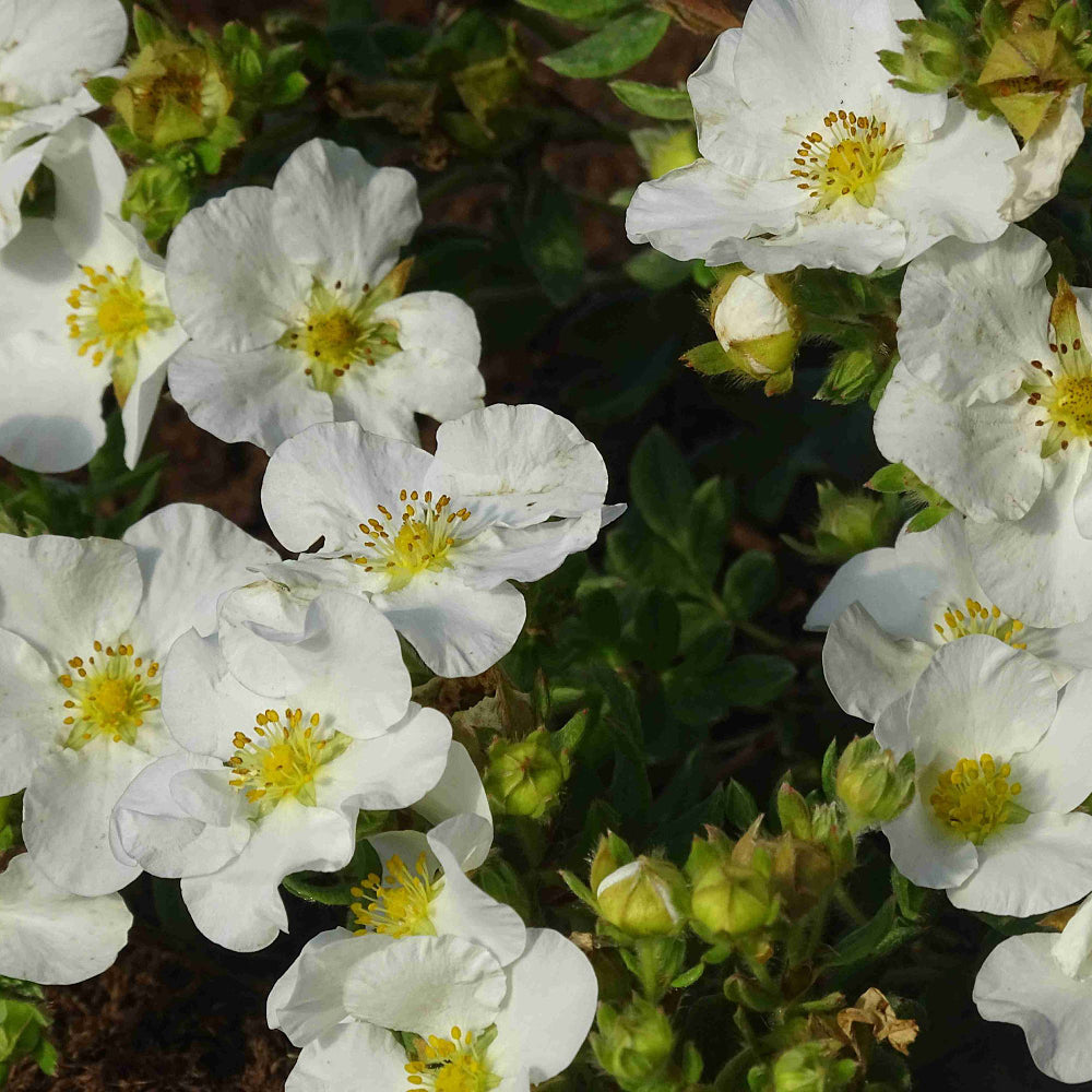 Fingerstrauch 'Bella Bianca®' (Potentilla fruticosa 'Bella Bianca®') - Weiß - sommergrün - winterhart | Bild 2