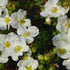 Fingerstrauch 'Bella Bianca®' (Potentilla fruticosa 'Bella Bianca®') - Weiß - sommergrün - winterhart | Bild 2