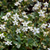 Fingerstrauch Nuuk, 12er-Set (Potentilla 'Nuuk') - Weiß - immergrün - winterhart | Bild 1