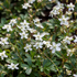 Fingerstrauch Nuuk, 12er-Set (Potentilla 'Nuuk') - Weiß - immergrün - winterhart | Bild 1