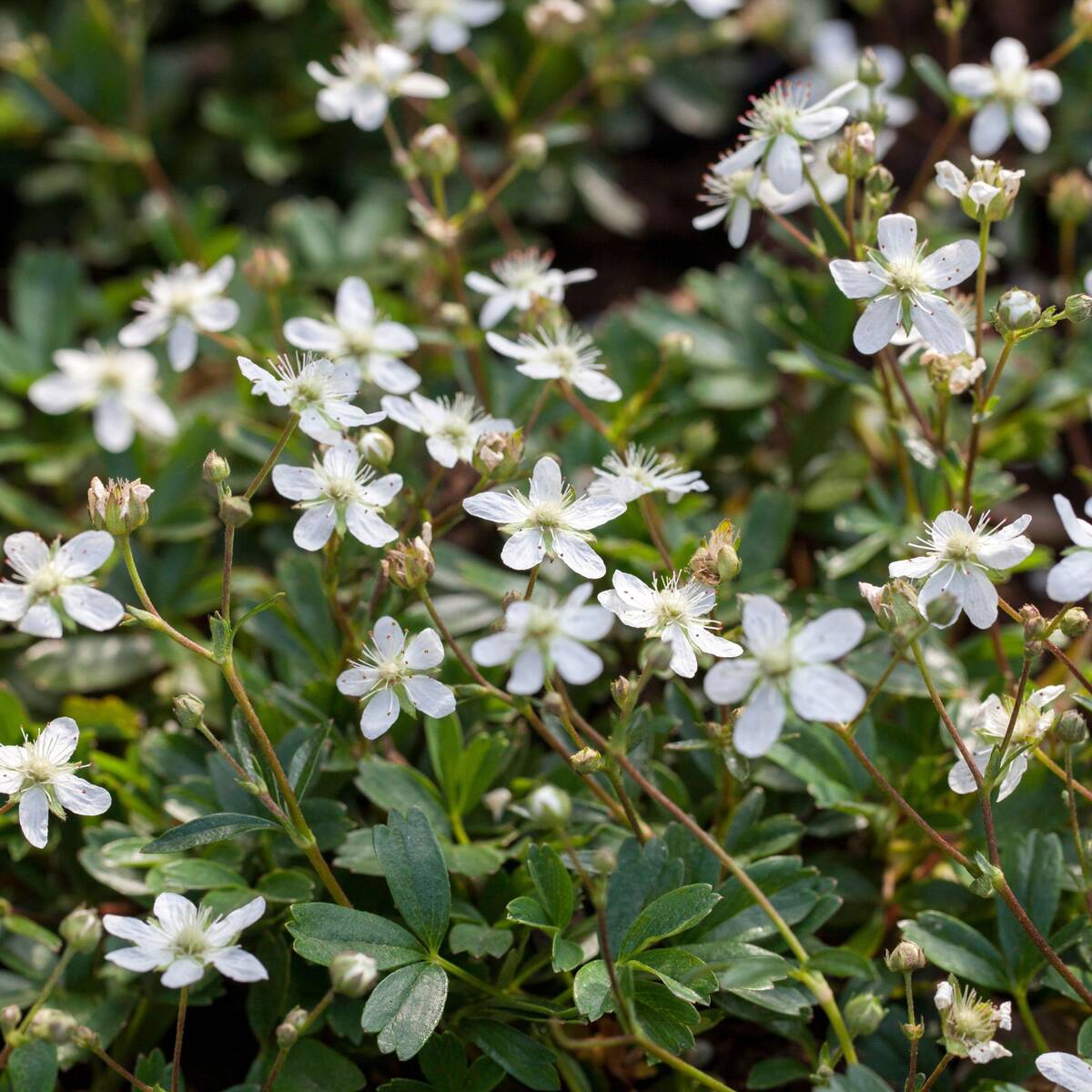 Fingerstrauch 'Nuuk' (Potentilla 'Nuuk') - Weiß - winterhart - bienenfreundlich | Bild 2