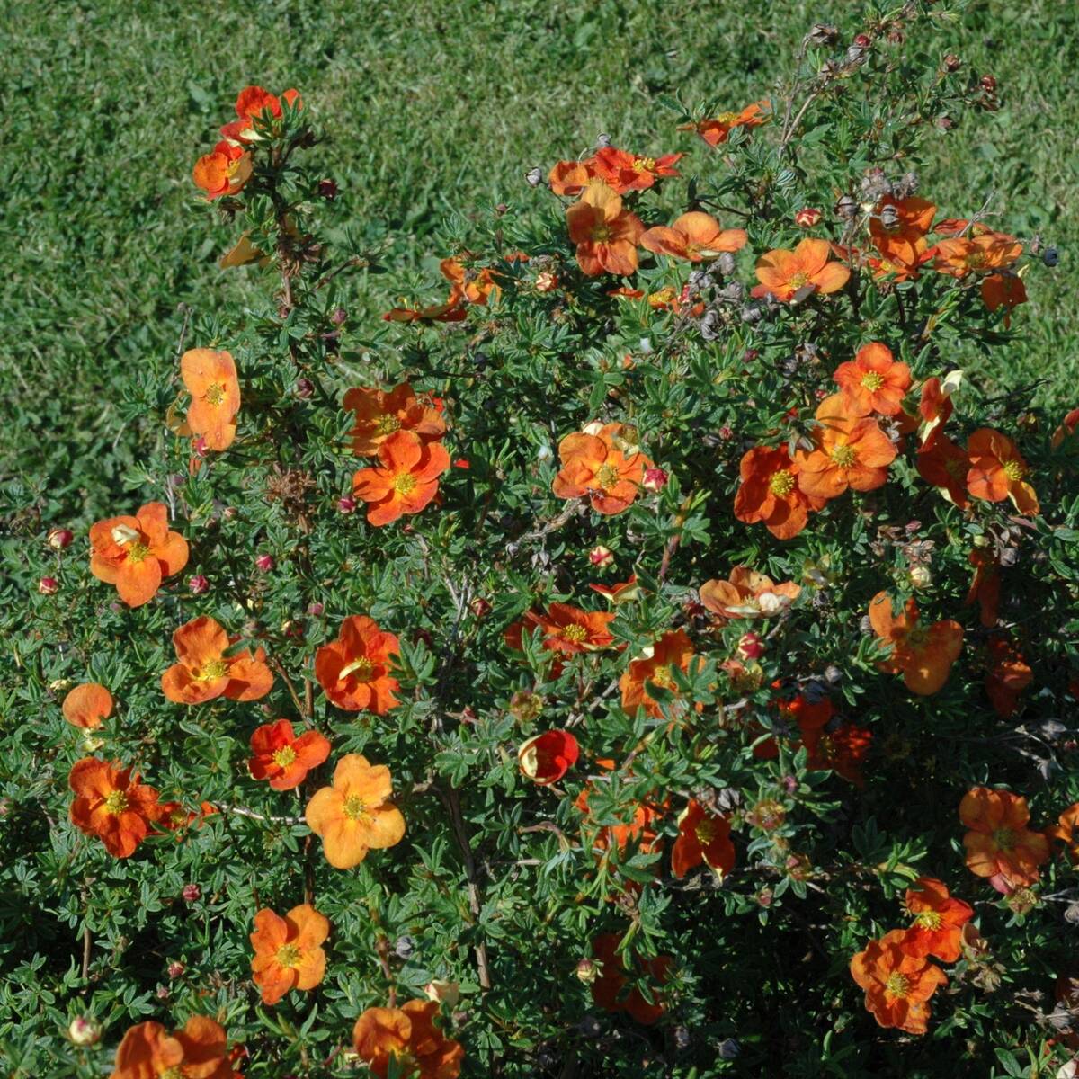 Fingerstrauch 'Red Ace', 12er-Set (Potentilla 'Red Ace') - Orange - sommergrün - winterhart | Bild 1