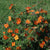 Fingerstrauch 'Red Ace', 12er-Set (Potentilla 'Red Ace') - Orange - sommergrün - winterhart | Bild 1