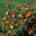 Fingerstrauch 'Red Ace', 12er-Set (Potentilla 'Red Ace') - Orange - sommergrün - winterhart | Bild 1