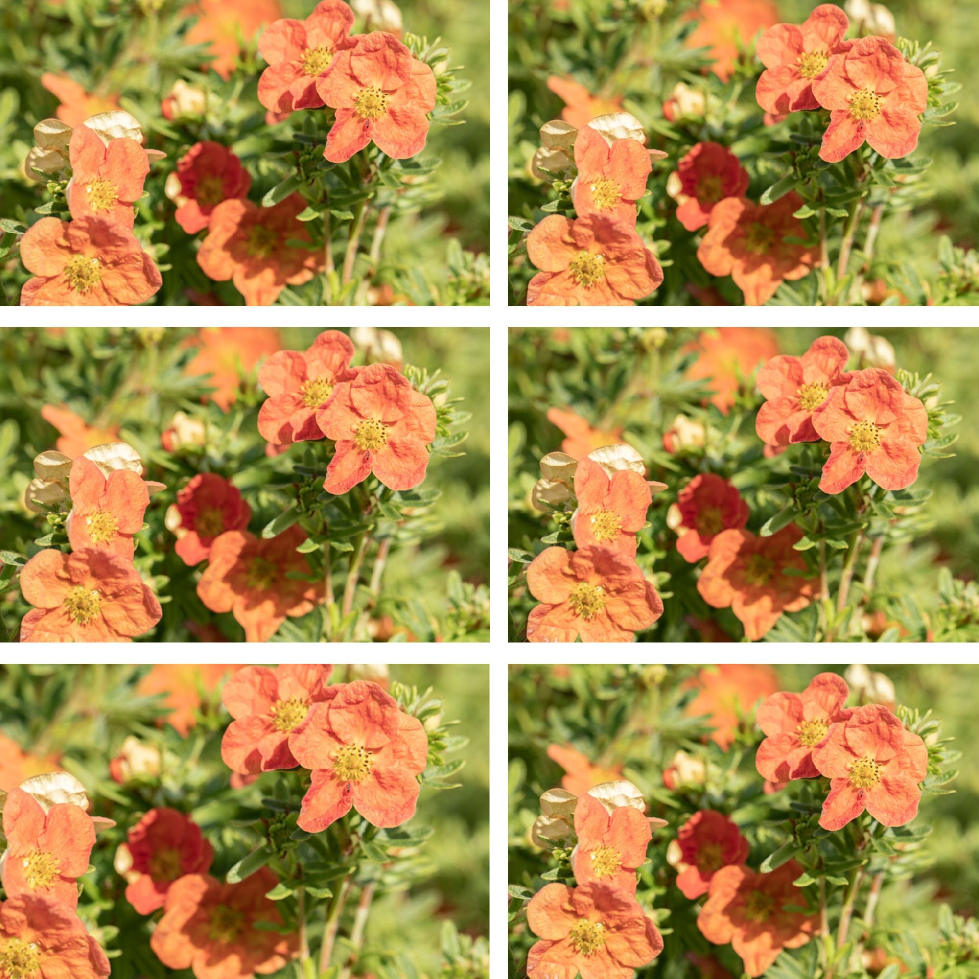 Fingerstrauch 'Red Ace', 12er-Set (Potentilla 'Red Ace') - Orange - sommergrün - winterhart | Bild 2