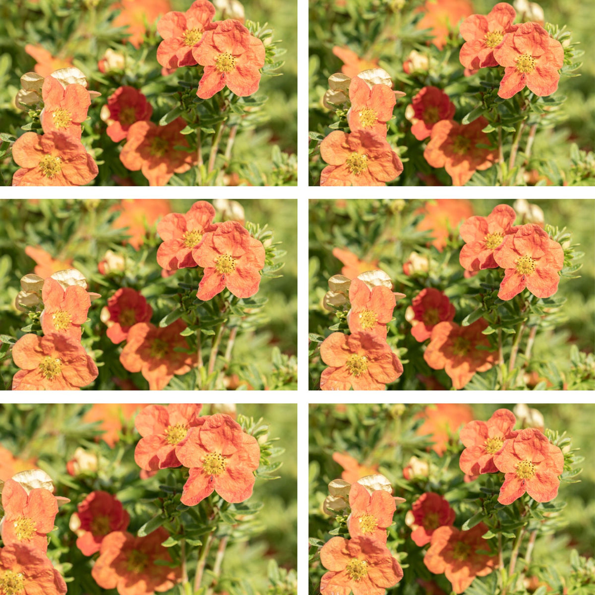 Fingerstrauch 'Red Ace', 12er-Set (Potentilla 'Red Ace') - Orange - sommergrün - winterhart | Bild 2
