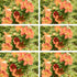 Fingerstrauch 'Red Ace', 12er-Set (Potentilla 'Red Ace') - Orange - sommergrün - winterhart | Bild 2