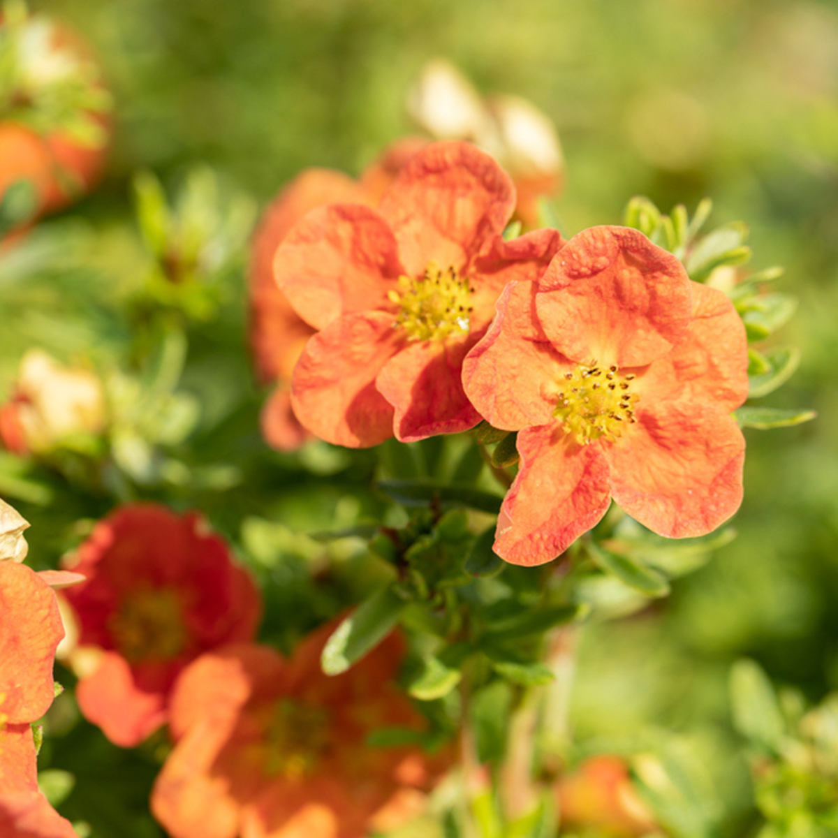 Fingerstrauch 'Red Ace' (Potentilla fruticosa 'Red Ace') - Orange - sommergrün - winterhart | Bild 1
