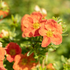 Fingerstrauch 'Red Ace' (Potentilla fruticosa 'Red Ace') - Orange - sommergrün - winterhart | Bild 1