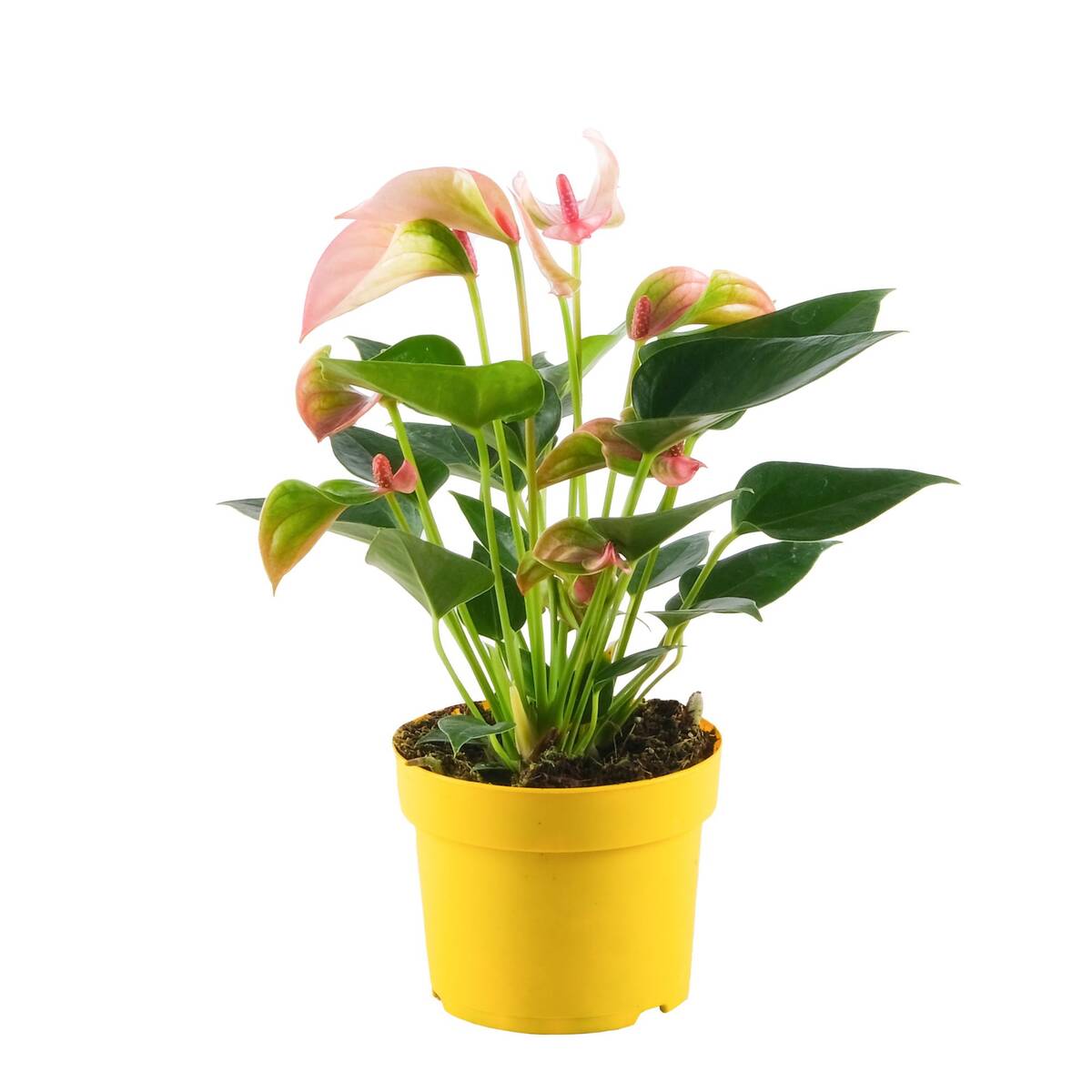 Flamingoblume 'Matata' - Rosa | Bild 2