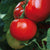 Fleischtomate 'Maestria F1' (Solanum lycopersicum 'Maestria F1') - Rot | Bild 1