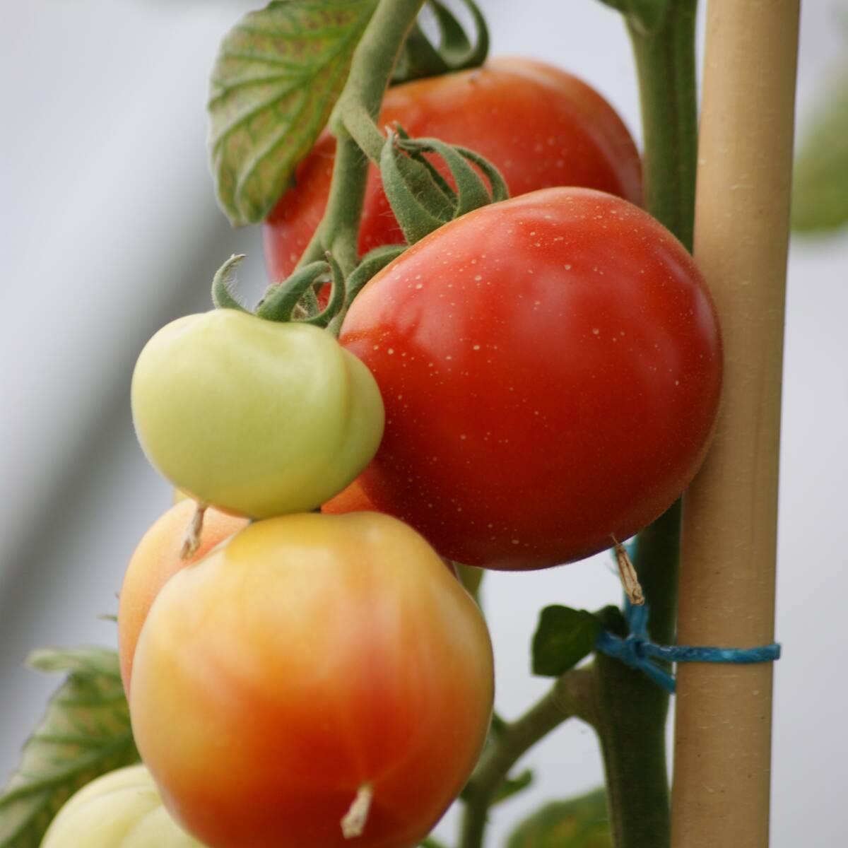 Fleischtomate 'Marmande' (Solanum lycopersicum 'Marmande') - Rot | Bild 1