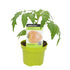 Fleischtomate 'Ochsenherz' (Solanum lycopersicum 'Ochsenherz') - Rot | Bild 1