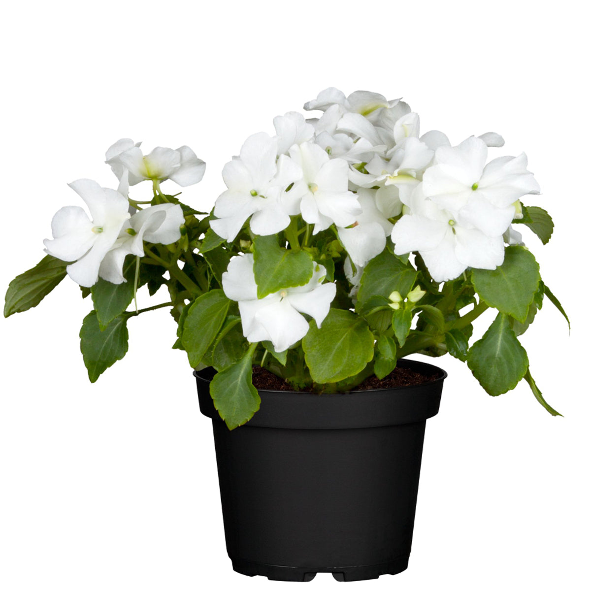 Fleißiges Lieschen (Impatiens  Neu Guinea) - Weiß | Bild 1