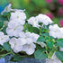Fleißiges Lieschen (Impatiens  Neu Guinea) - Weiß | Bild 2