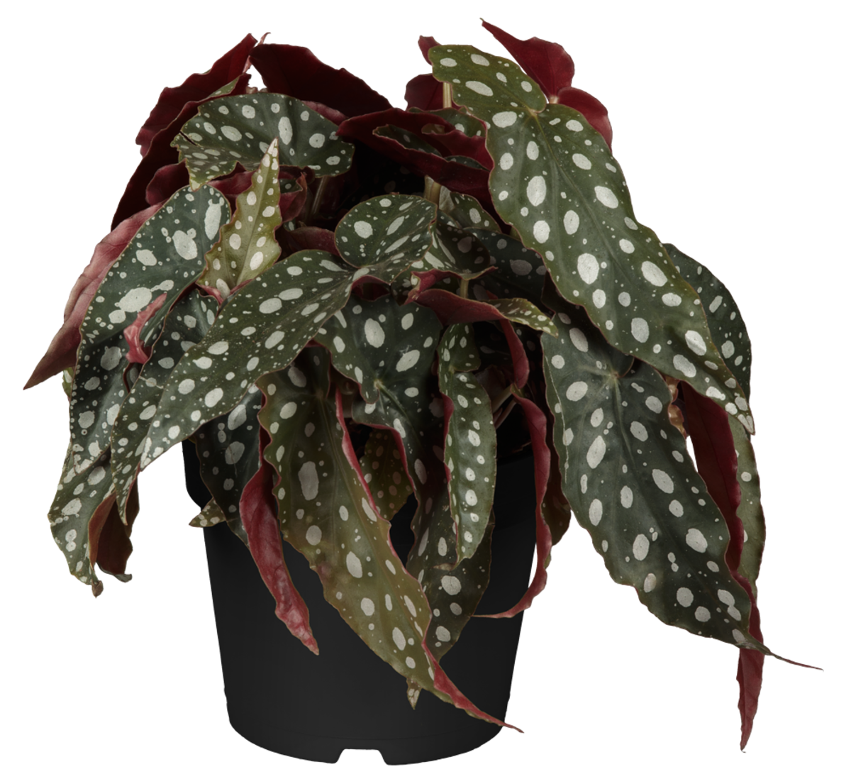 Forellenbegonie (Begonia maculata) - Grün - immergrün | Bild 1