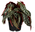 Forellenbegonie (Begonia maculata) - Grün - immergrün | Bild 1