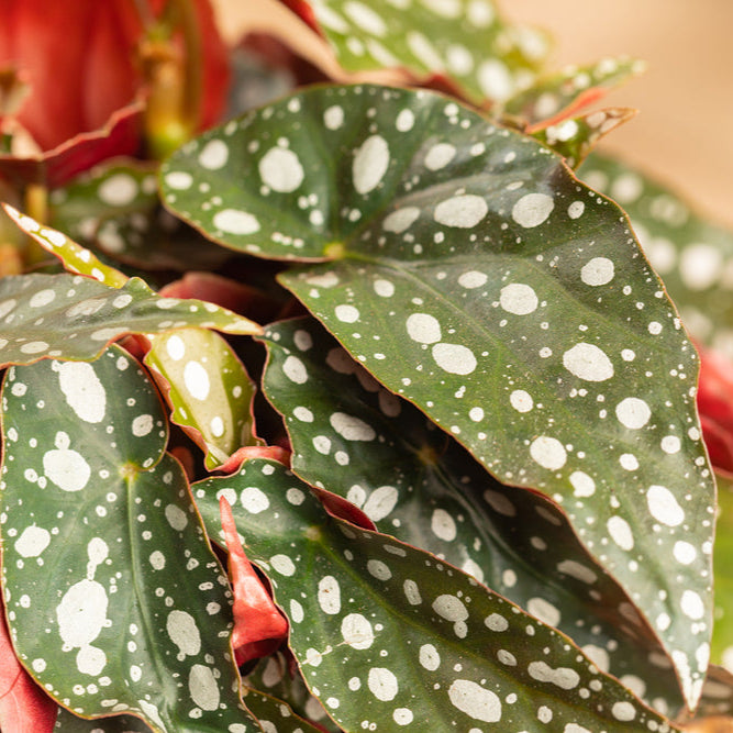 Forellenbegonie (Begonia maculata) - Grün - immergrün | Bild 2