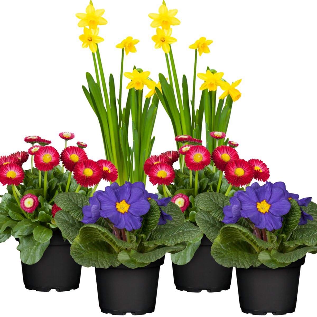 Frühlingsboten, 6 Pflanzen - Bunt - sommergrün - winterhart | Bild 2