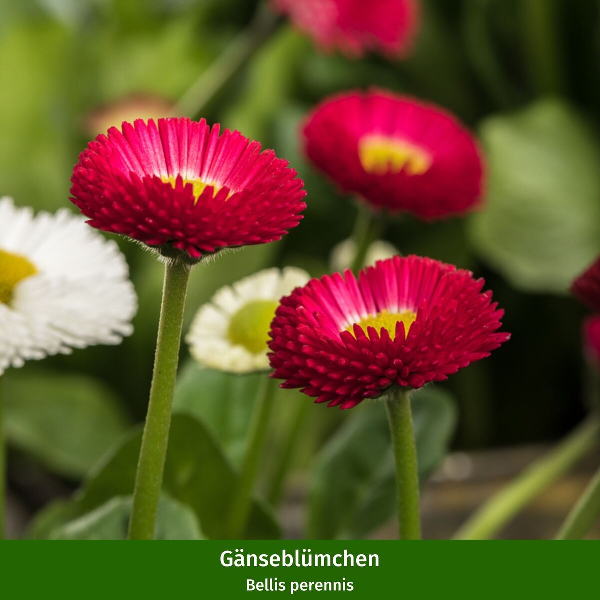 Frühlingsboten, 6 Pflanzen - Bunt - sommergrün - winterhart | Bild 3