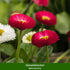Frühlingsboten, 6 Pflanzen - Bunt - sommergrün - winterhart | Bild 3