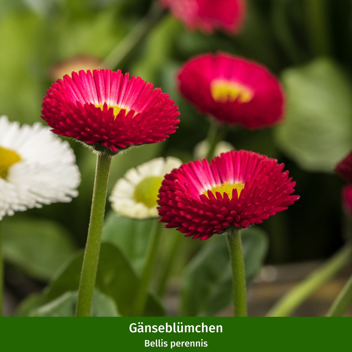 Frühlingsboten, 6 Pflanzen - Bunt - sommergrün - winterhart | Bild 5