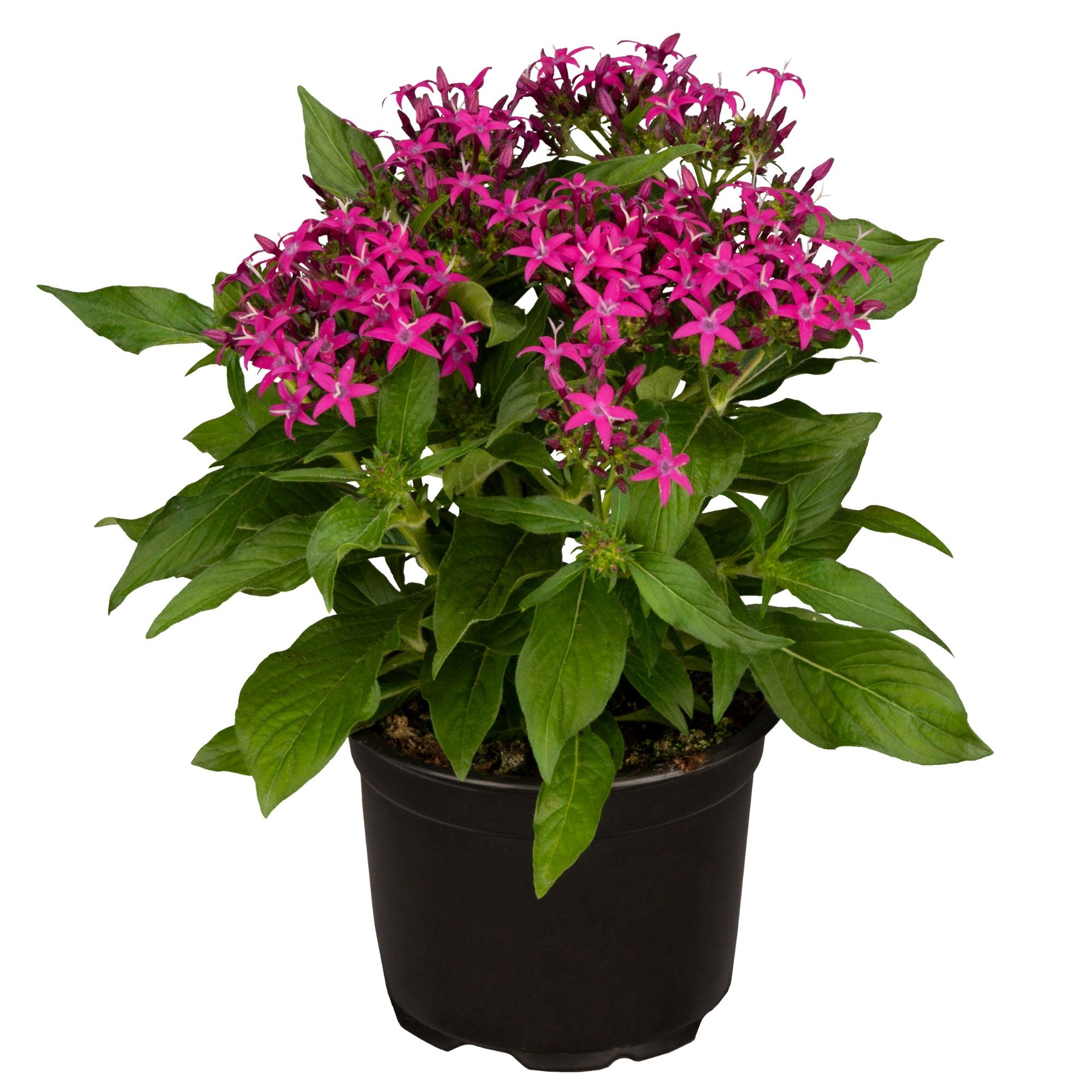 Fünfzahlstrauch (Pentas lanceolata) - Pink - immergrün - winterhart | Bild 1