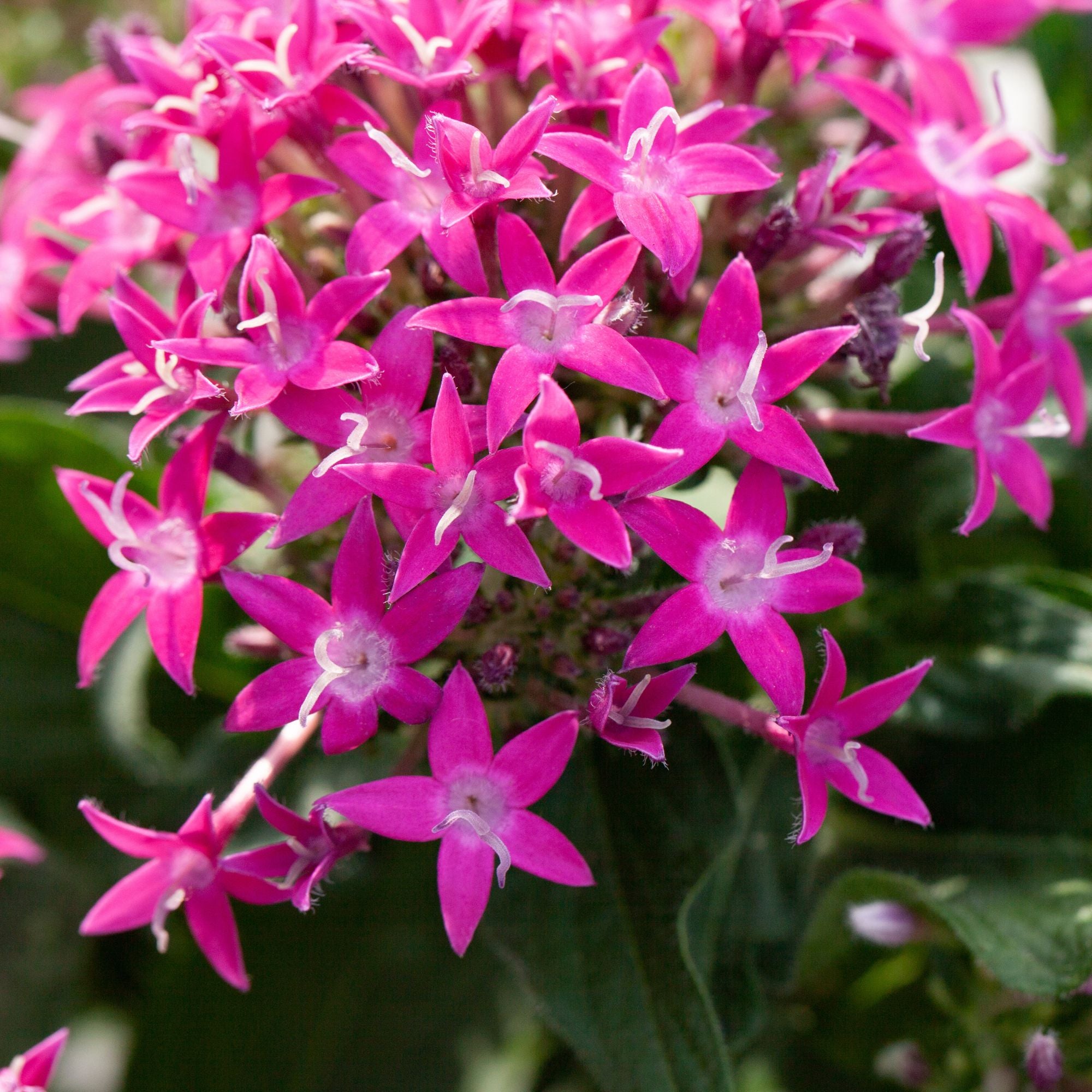 Fünfzahlstrauch (Pentas lanceolata) - Pink - immergrün - winterhart | Bild 2
