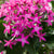 Fünfzahlstrauch (Pentas lanceolata) - Pink - immergrün - winterhart | Bild 2
