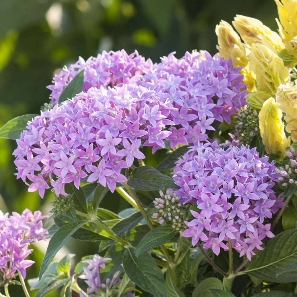 Fünfzahlstrauch (Pentas lanceolata) - Violett - immergrün - winterhart | Bild 1