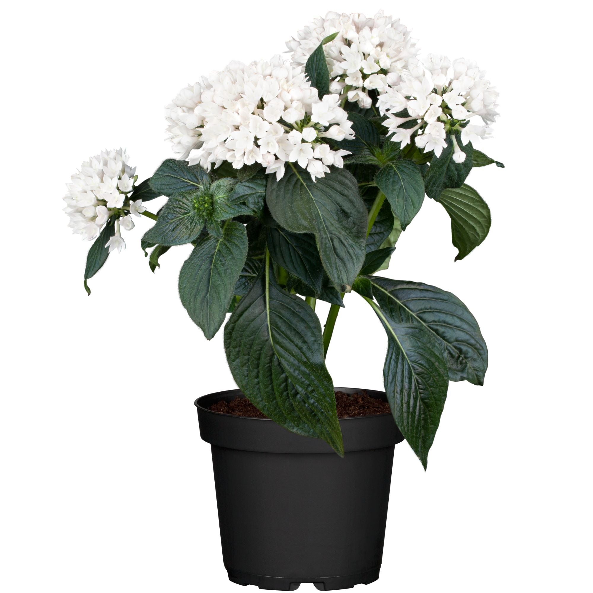 Fünfzahlstrauch (Pentas lanceolata) - Weiß - immergrün - winterhart | Bild 1