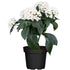 Fünfzahlstrauch (Pentas lanceolata) - Weiß - immergrün - winterhart | Bild 1