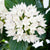 Fünfzahlstrauch (Pentas lanceolata) - Weiß - immergrün - winterhart | Bild 2