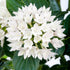Fünfzahlstrauch (Pentas lanceolata) - Weiß - immergrün - winterhart | Bild 2