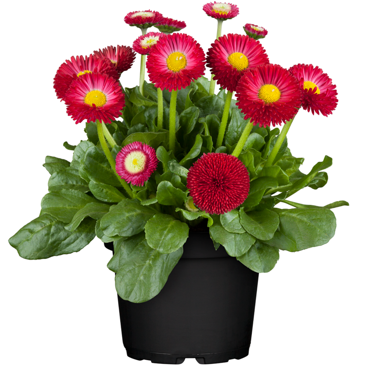 Gänseblümchen (Bellis perennis) - Rot - winterhart - bienenfreundlich | Bild 2
