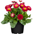 Gänseblümchen (Bellis perennis) - Rot - winterhart - bienenfreundlich | Bild 2