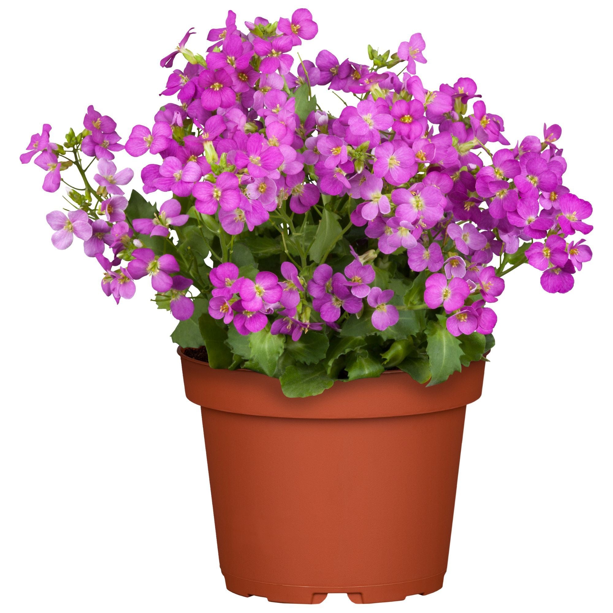 Gänsekresse 'Compinkie' (Arabis caucasica 'Compinkie') - Rosa - immergrün - winterhart - bienenfreundlich | Bild 1