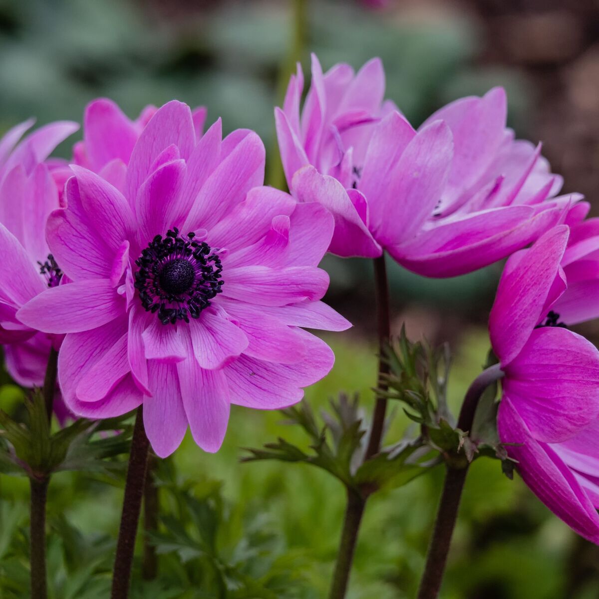 Garten-Anemone (Anemone coronaria) - Rosa - sommergrün - winterhart | Bild 1
