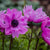 Garten-Anemone (Anemone coronaria) - Rosa - sommergrün - winterhart | Bild 1