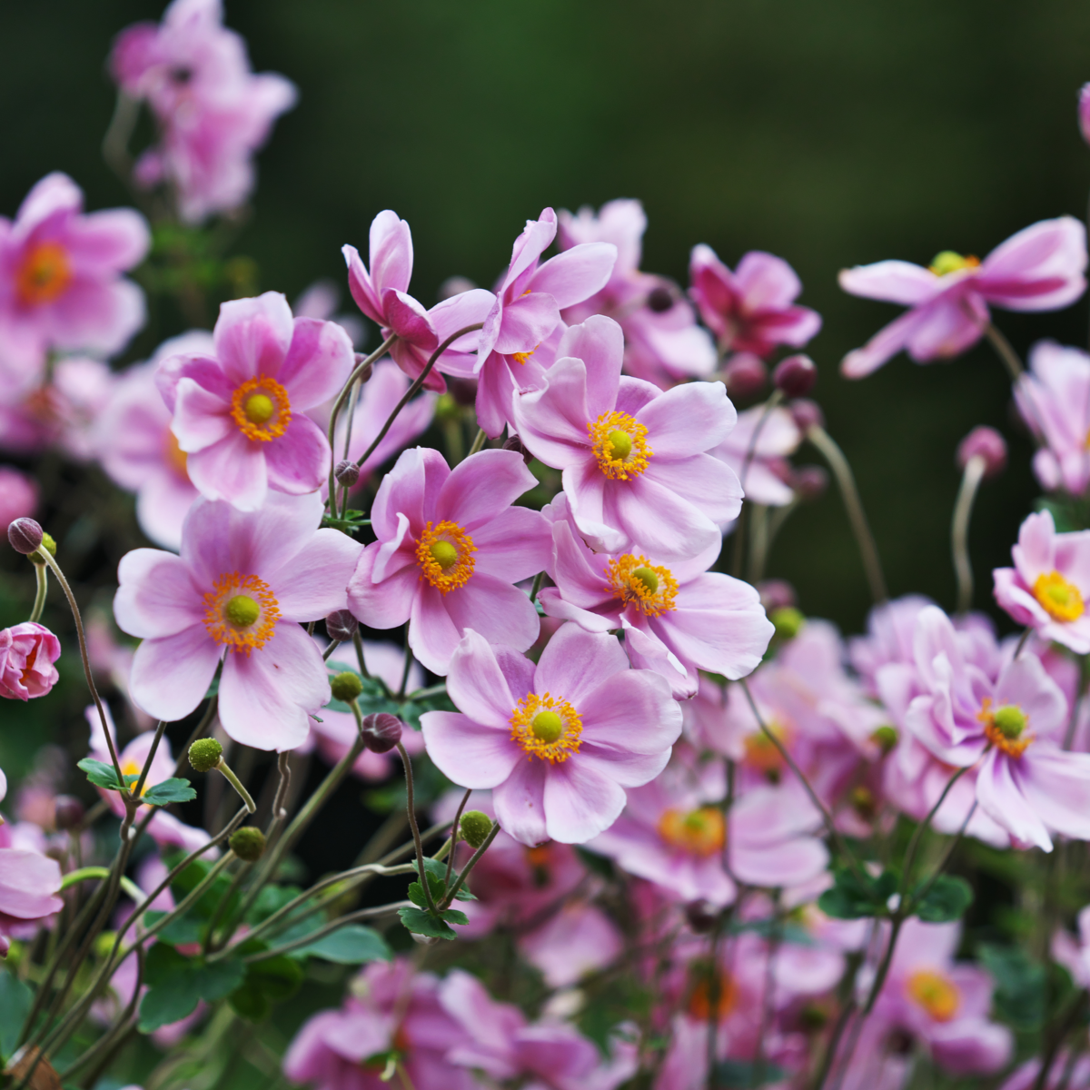 Garten-Anemone 'Rose Shades' (Anemone hupehensis 'Rose Shades') - Rosa - winterhart | Bild 1