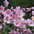 Garten-Anemone 'Rose Shades' (Anemone hupehensis 'Rose Shades') - Rosa - winterhart | Bild 1
